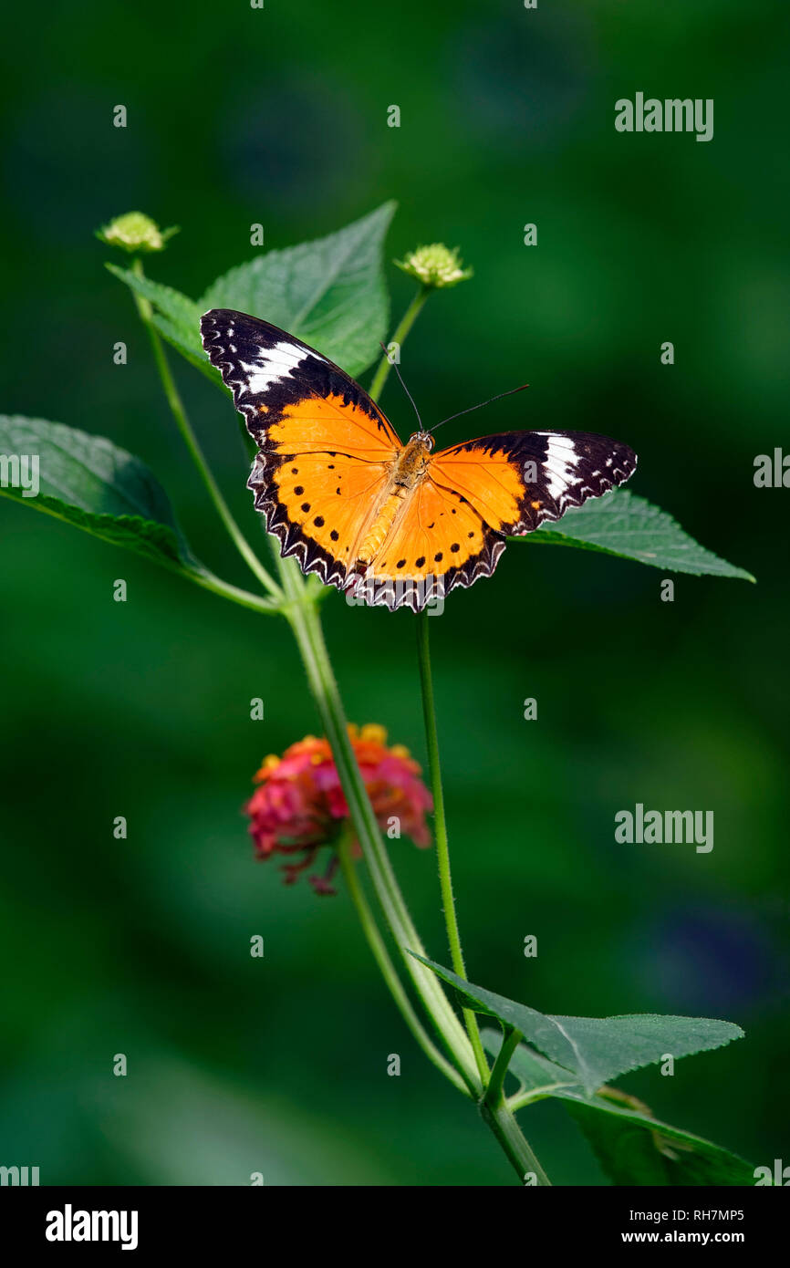 Leopard butterfly - Cethosia cyane lacewing Foto de stock