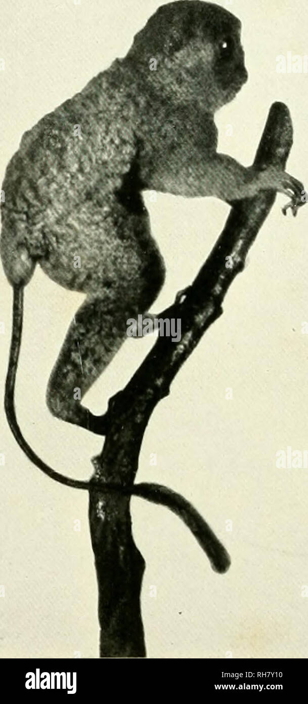 El Escape De Los Monos Fotos E Imagenes De Stock Alamy El mono de alambre הוא שיר פופולרי מאת los super norteños | צור סרטוני tiktok משלך עם השיר el mono de alambre וחקור 22 סרטונים שנוצרו על ידי יוצרים חדשים ופופולריים. https www alamy es el cerebro del mono al hombre una contribucion al estudio de la evolucion y el desarrollo del cerebro humano cerebro evolucion pongidae por cortesia el museo americano de historia natural de los higos 39 y 40 dos vistas de tarsius spectrum mientras que la tala de arboles el animal fue capturado facilmente durante el dia actuo casi estupidamente como si su vision diurna es imperfecto en la principal hizo mas ineficaces esfuerzos para escapar en la mayoria pivotando sobre una rama de tal manera como para poner estos entre si mismo y su perseguidor vive en la selva de tipo secundario especialmente en un pais de bajo image234358796 html