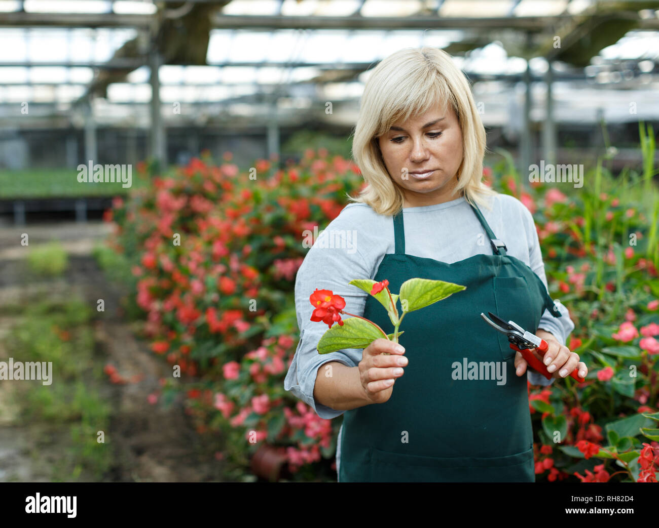 Floristería de hembras maduras en el delantal con tijeras trabajando con  red begonia en invernadero Fotografía de stock - Alamy