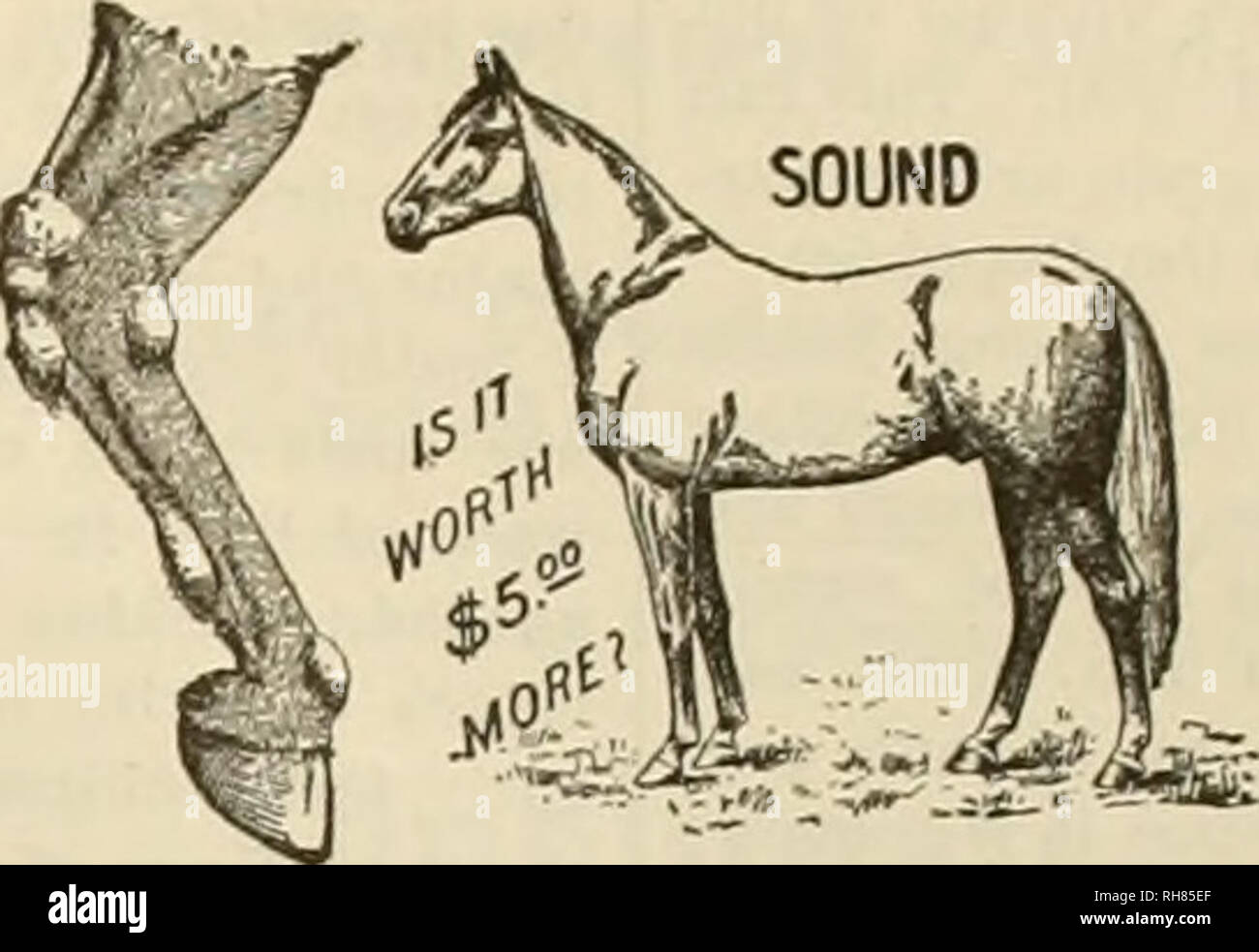 El Obtentor Y El Deportista Los Caballos P P W Marca Registrada V Ih I Spavin Cura Ya Que Como Guardar El Caballo A Veces Se Puede Mejorar La Calidad
