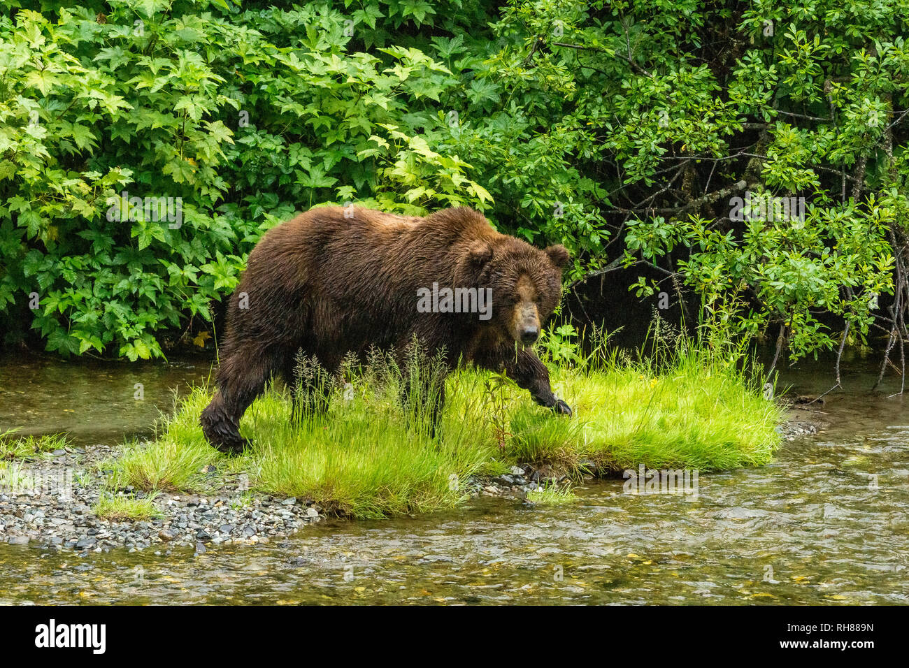 Macho Grizzly Bear en Fish Creek sitio para observación de vida silvestre, la Hyder Foto de stock