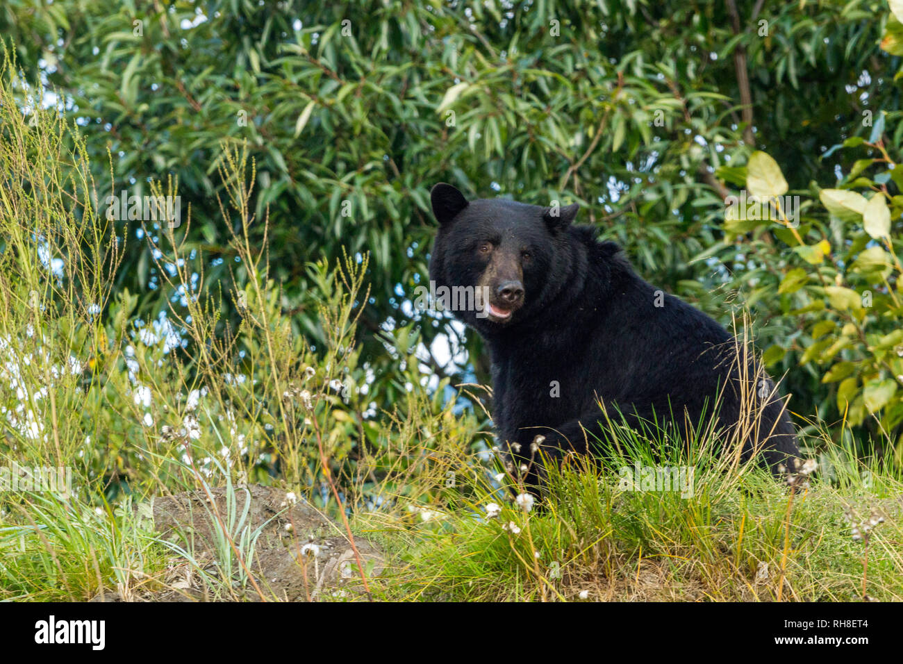Un gran oso negro macho en busca de alimentos en los desechos humanos en el lugar de evacuación. una triste verdad para ver Foto de stock