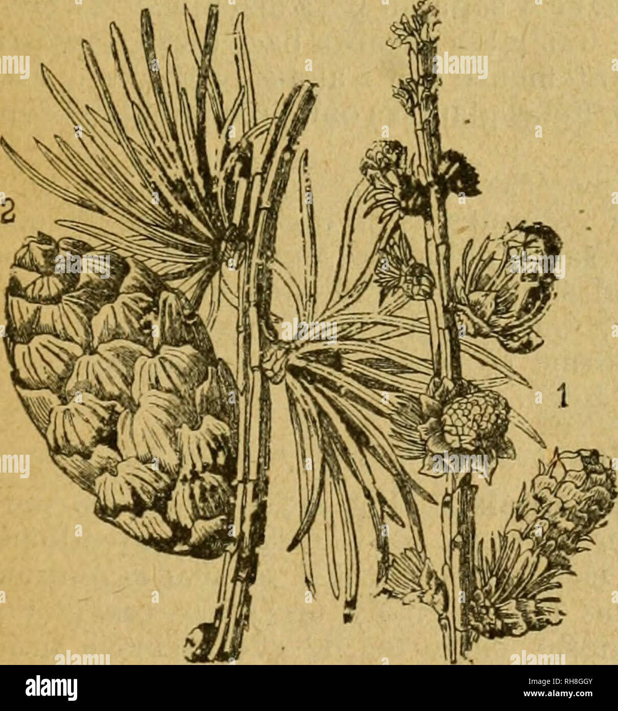 . Botánica Descriptiva. Compendio de la flora española. Estudio de las plantas que viven espontáneamente en España y de las más frecuentemente cultivadas que tienen aplicaciones en medicina, agricultura, industria y horticultura. Las plantas. 13 ño Cedro'del Líbano. Líbano y Tauro. Cultivado en parques y jardines. Fa- moso por su porte y por la calidad de su madera. * 2.921. C. deodara Lo?id.-§. Ha- ta de 50 metros, con las ramas inclinadas o colgantes en su extremo; hojas de 3-5". punzantes, glaucas; cono ovoideo muy obtuso, de 10-12", pardo-glauco en la madurez. Primavera. Cedro del Hi Foto de stock