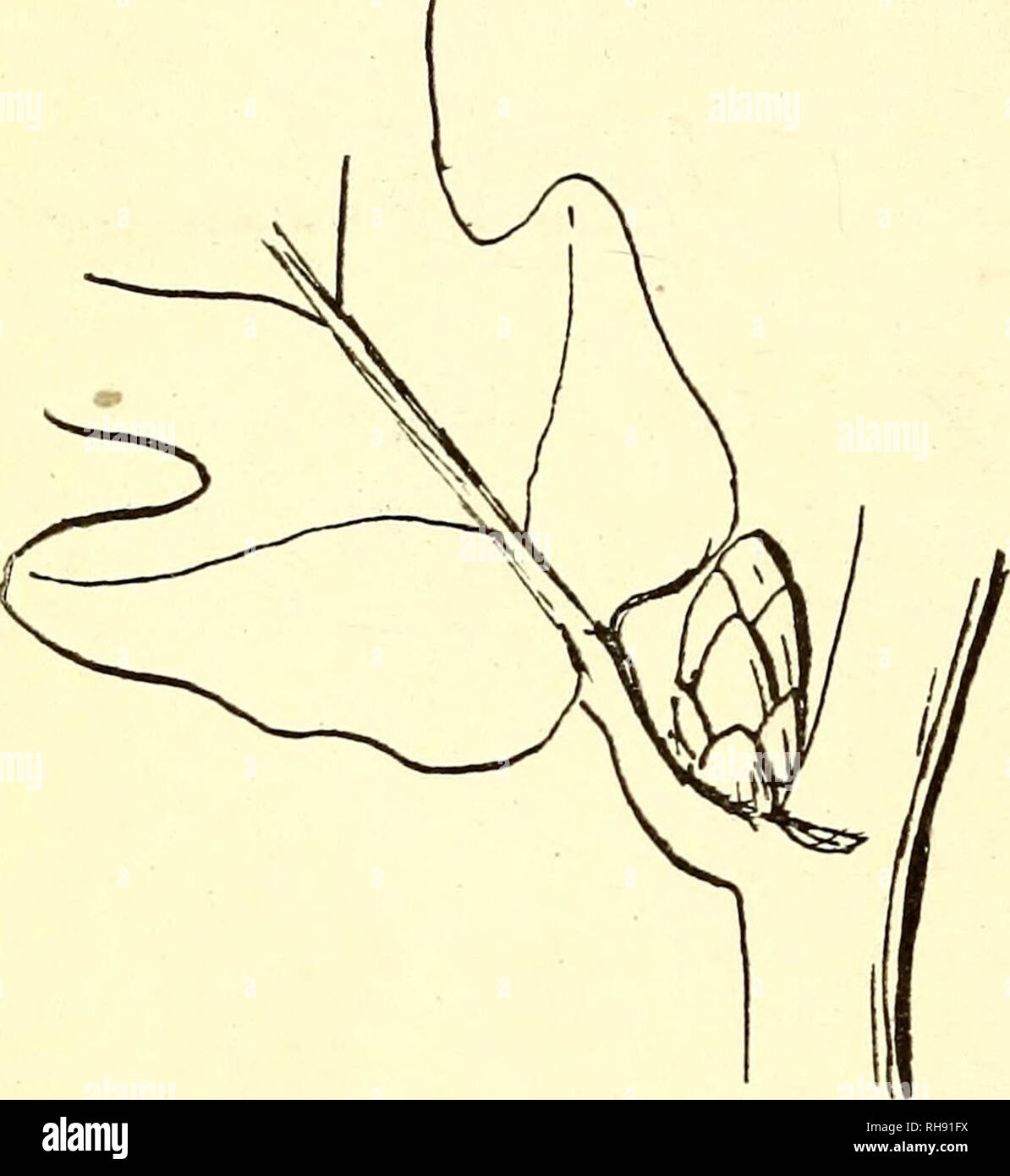 Botanisk tidsskrift. La botánica; plantas; Plantas. 236 8. Vinteren. f. Ex.  Yo Rødgranens 8-9 12 Aar, Kristtornens 2-3 Aar. Der er andre, Hvis Blade  kan holde sig Vinteren más og saa