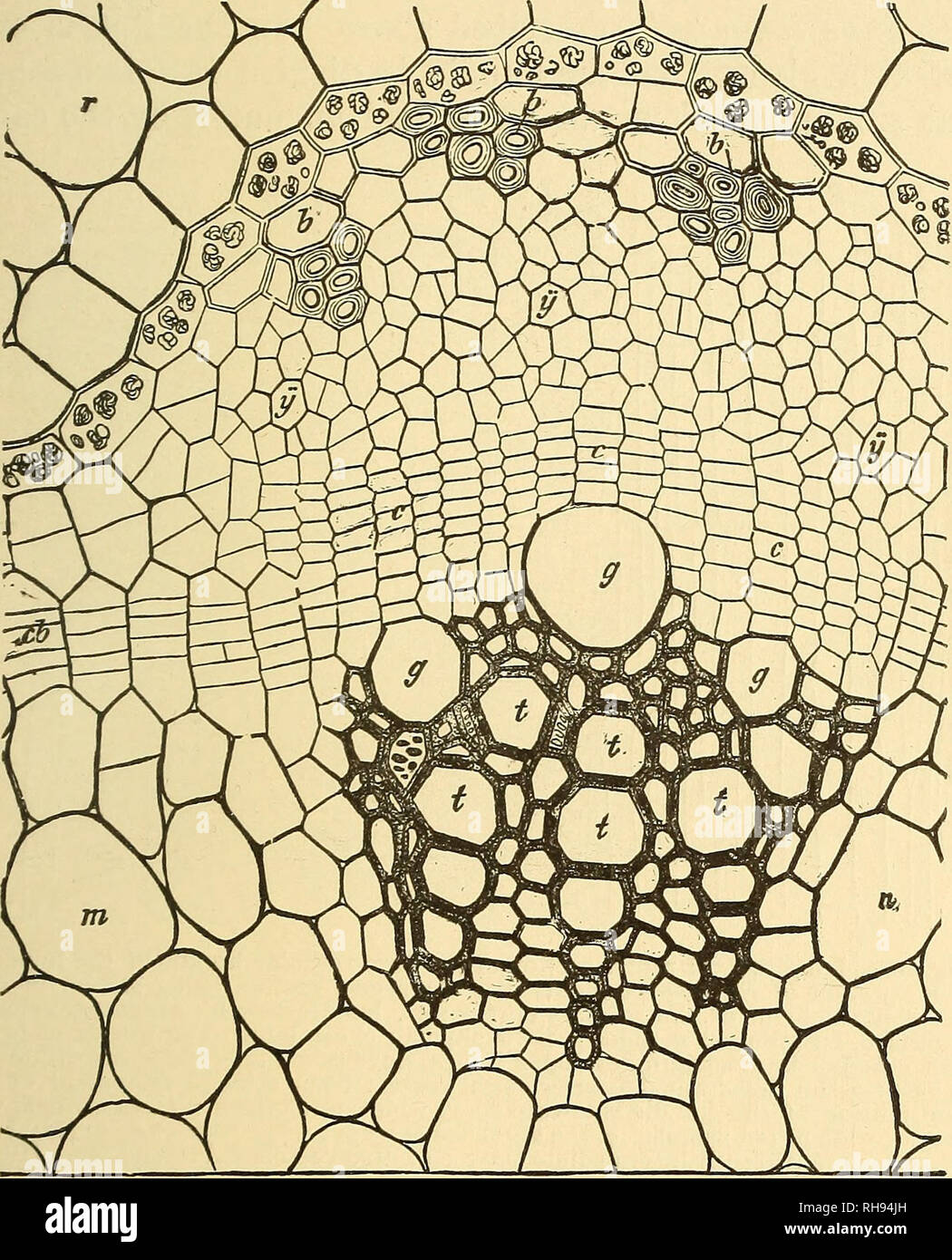 Raiz de maiz vascular fotografías e imágenes de alta resolución Alamy