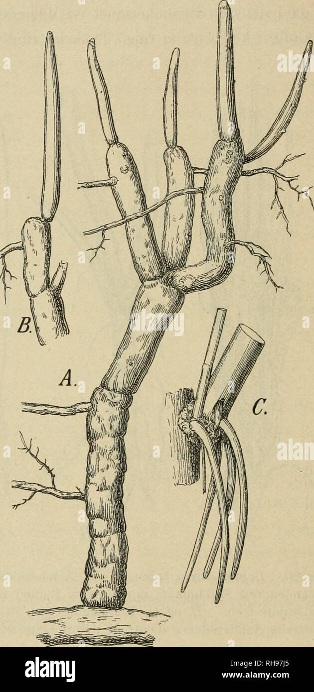 Botanisk tidsskrift. Las plantas; Plantas -- Dinamarca. 42 paa St. Jan  fandtes noget sl0i está, 10 Centímetros indtil hoje, af Aanderodder  Tykkelse omtrent 1 centímetros; de vare. Fig. 21. Laguncularia raceniosa