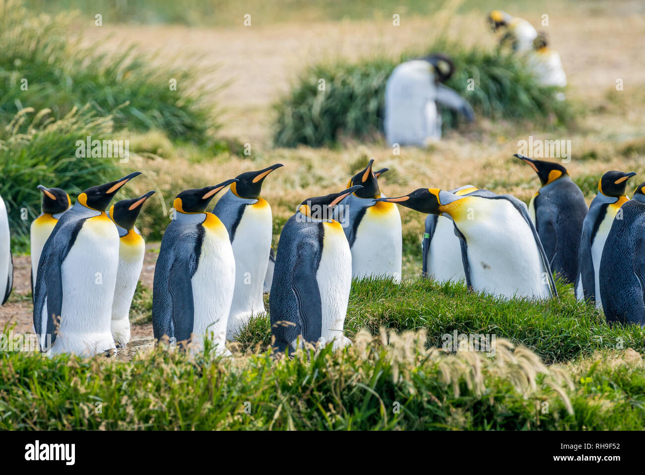 Esta colonia de pingüinos rey acaba de regresar a las costas fueguinas después beeing whiped fuera hace décadas Foto de stock