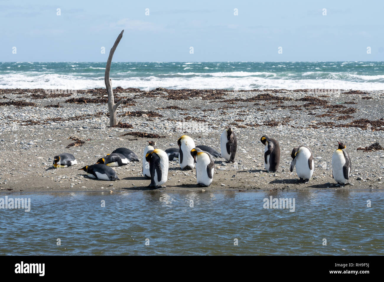 Esta colonia de pingüinos rey acaba de regresar a las costas fueguinas después beeing whiped fuera hace décadas Foto de stock