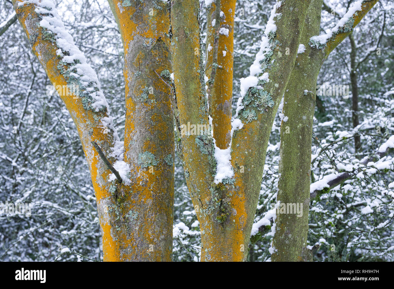 Árboles cubiertos de líquenes en invierno. Foto de stock