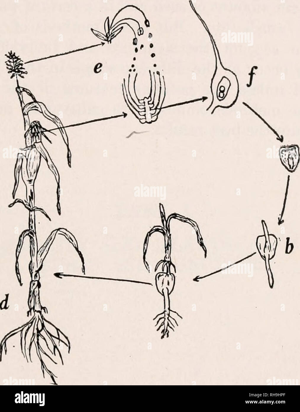 . La botánica para estudiantes de agronomía. Las plantas. Ciclo de vida de las plantas de . La botánica para estudiantes de agronomía. Las plantas. Ciclo de vida de las plantas de