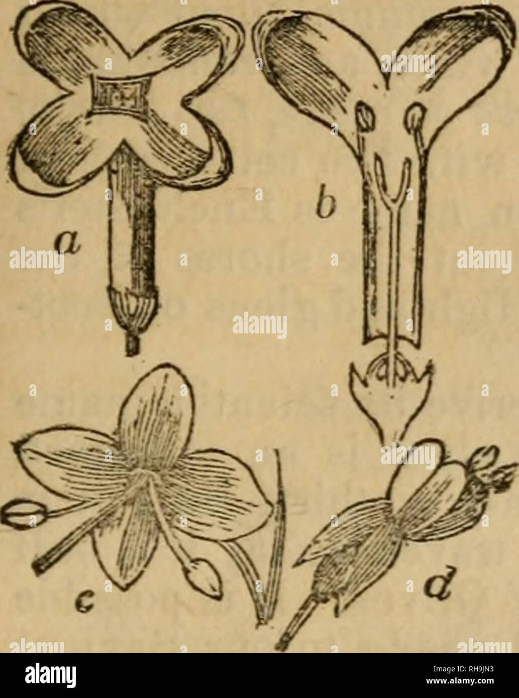 La botánica para principiantes: una introducción a la Sra. Lincoln's Conferencias sobre botánica. Las plantas. Ch. CLASES Y ÓRDENES. 121 Fisr. 73. 513. Fig. 73, en una muestra, una flor La botánica para principiantes: una introducción a la Sra. Lincoln's Conferencias sobre botánica. Las plantas. Ch. CLASES Y ÓRDENES. 121 Fisr. 73. 513. Fig. 73, en una muestra, una flor