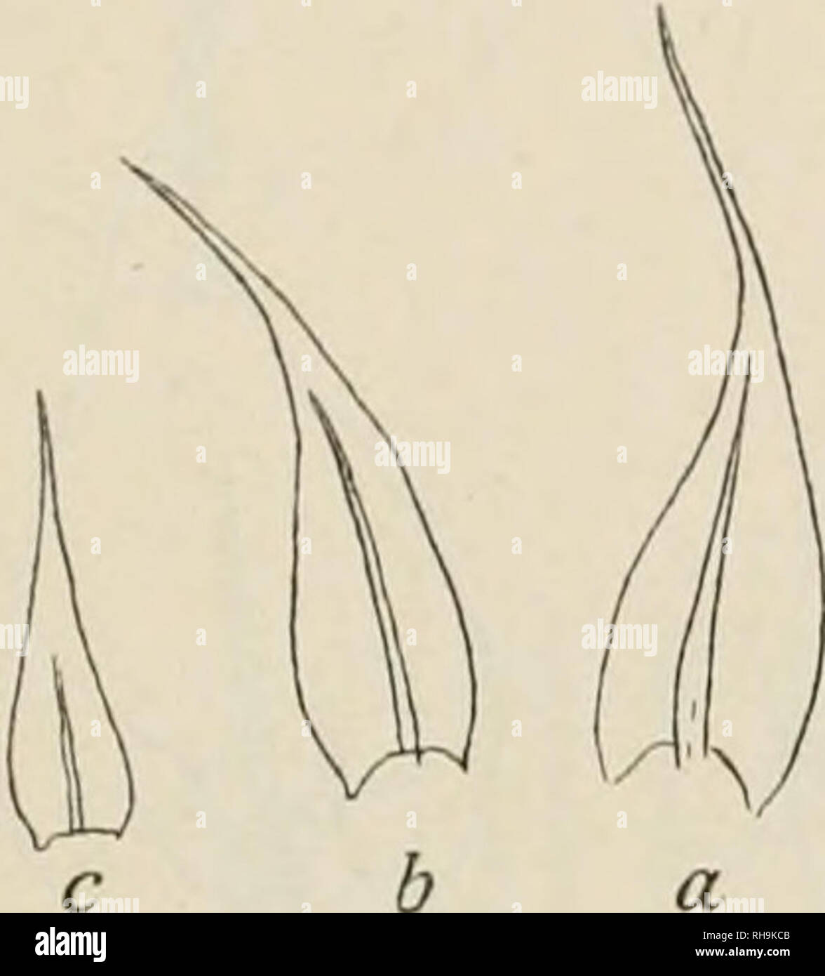 Botanisk tidsskrift. Las plantas; Plantas -- Dinamarca. - 401  Amblystegiiiin atrovirens n. sp. Enbo. Tynde, flade, brungr0NNE Puder, som  pau grund af de meget smalle og stjfivkt Blade udspserrcde bar en