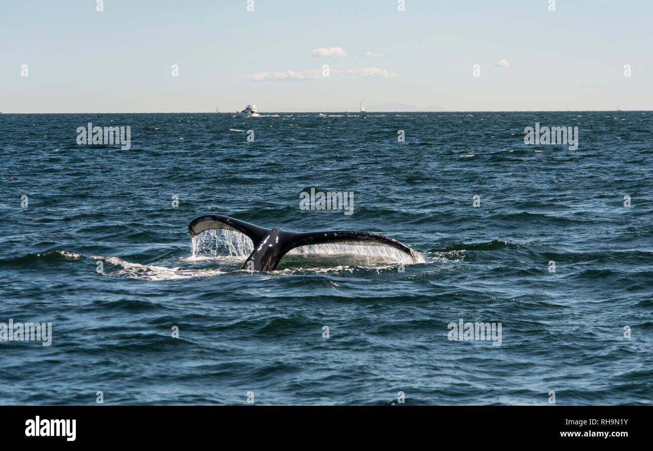 La ballena jorobada (Megaptera novaeangliae), Fluke se eleva fuera del agua, Howe Sound, cerca de Vancouver, British Columbia, Canadá Foto de stock