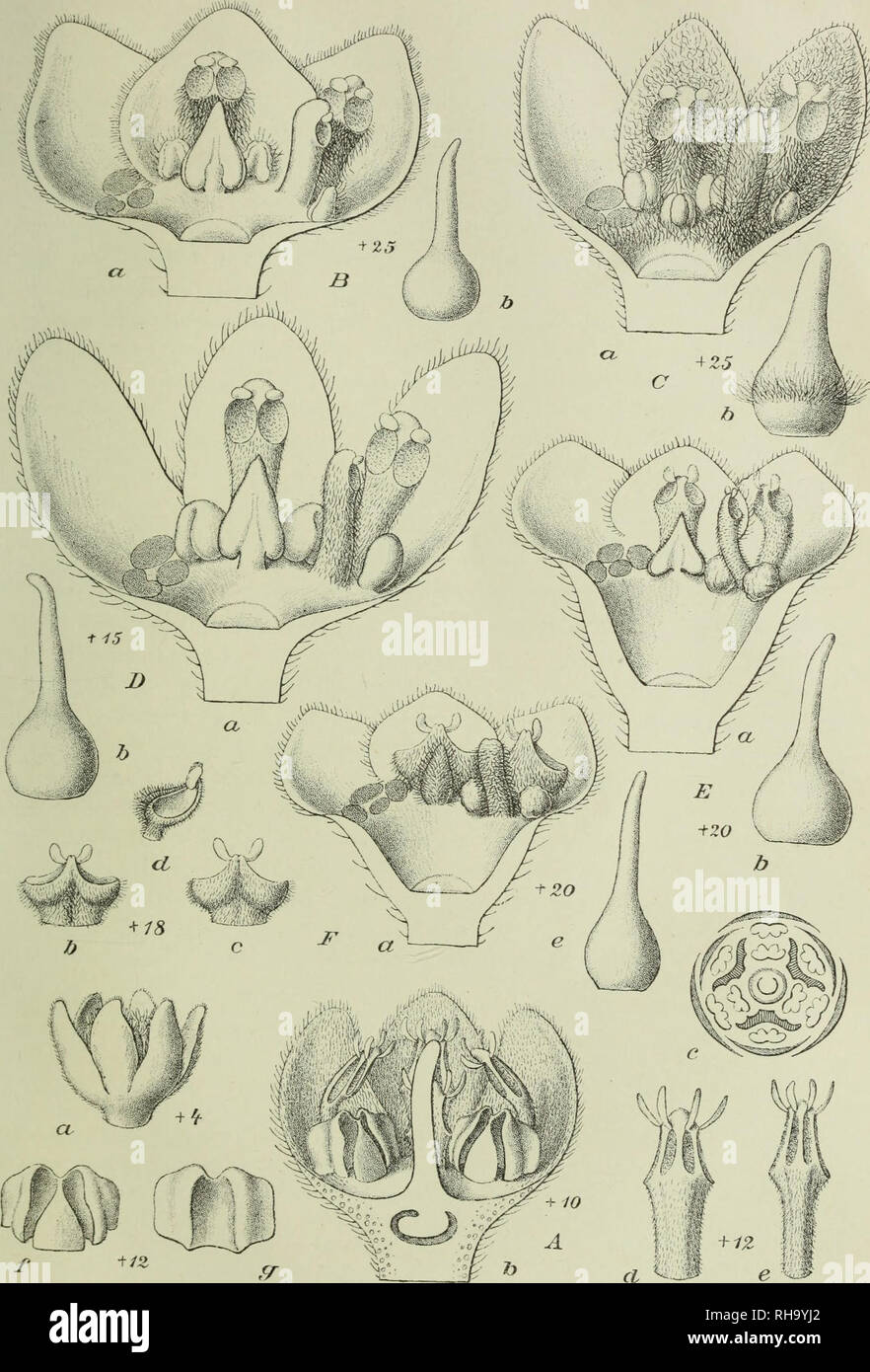Botanische Jahrbu Cher Fu R Systematik Pflanzengeschichte Und Pflanzengeographie La Botanica Paleobotanie Plantengeografie Taxonomie Pflanzen E U Ler Bot Jahrb Xxvi Ta F Ix Un Ocotea Zenkeri Engl B Beilschmiedia Fniticosa Engl C B