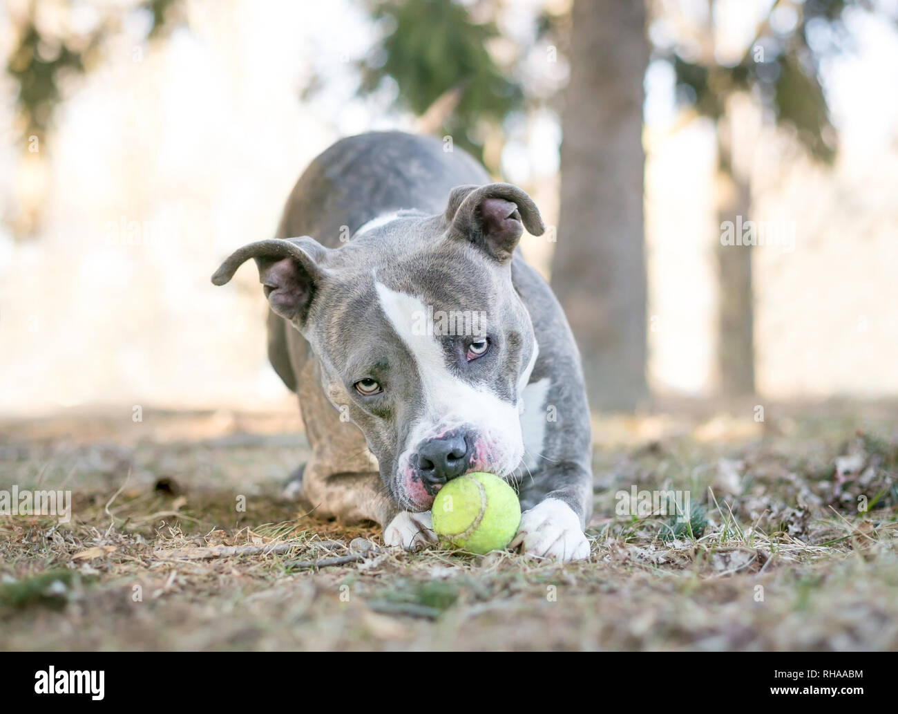 Un gris y blanco Pit Bull Terrier perro de raza mixta jugando con una  pelota de tenis entre sus patas Fotografía de stock - Alamy