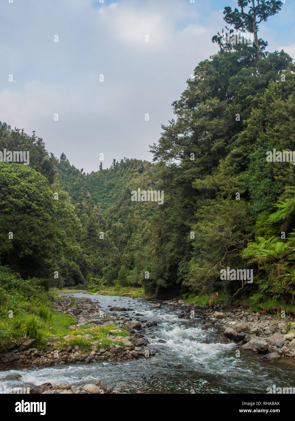 En Mangakakaho Mimiha arroyo que fluye corriente en Ngamuriwai, entre colinas cubiertas de bosques de tierras bajas, Te Urewera National Park, North Island, Nueva Zelanda Foto de stock