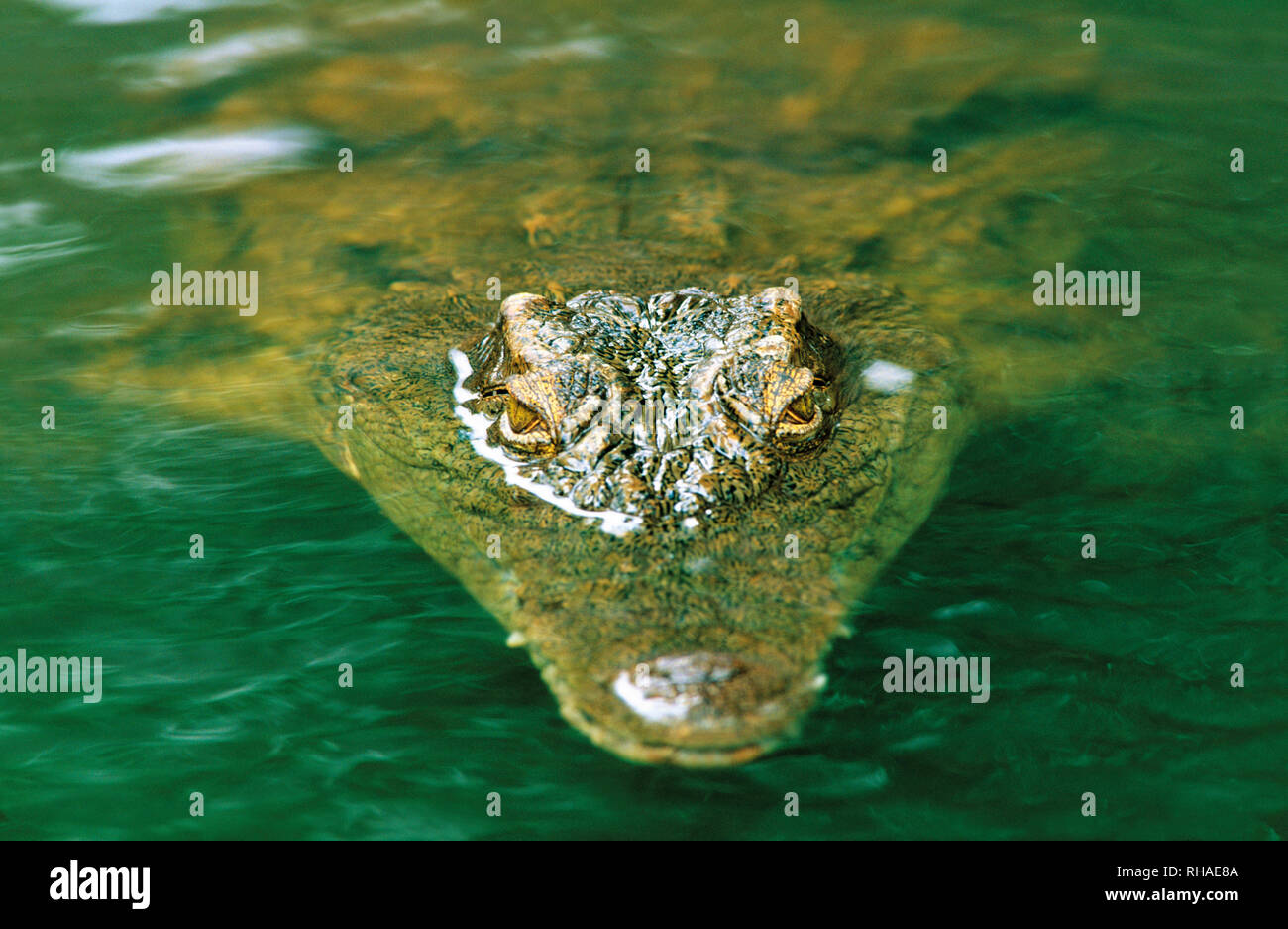 Nil-Krokodil (Crocodylus niloticus) en der Crocodile Ranch en Victoria Falls (Zimbabwe, Afrika) Foto de stock