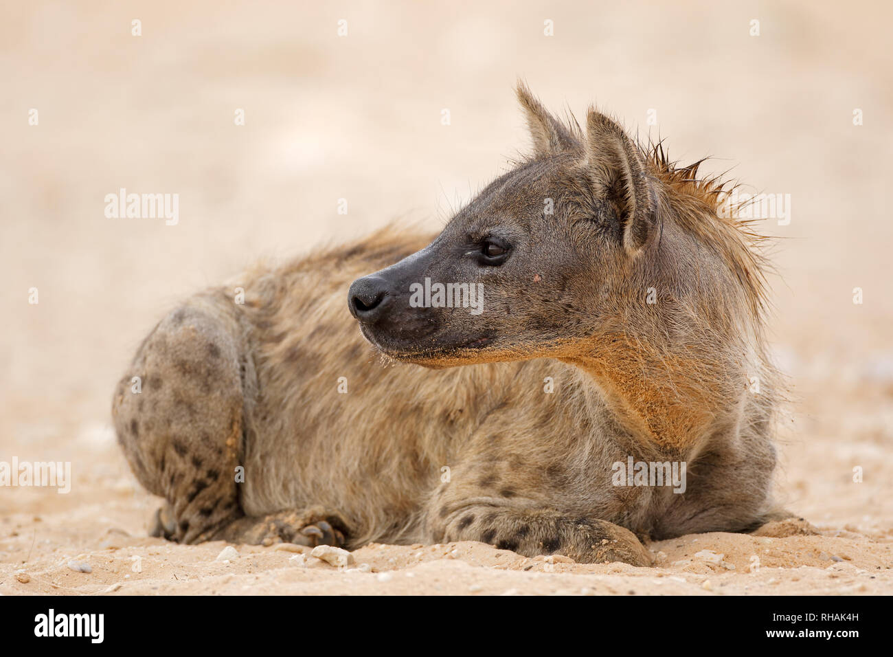 Una hiena manchada (Crocuta crocuta) descansando, el desierto de Kalahari, Sudáfrica Foto de stock
