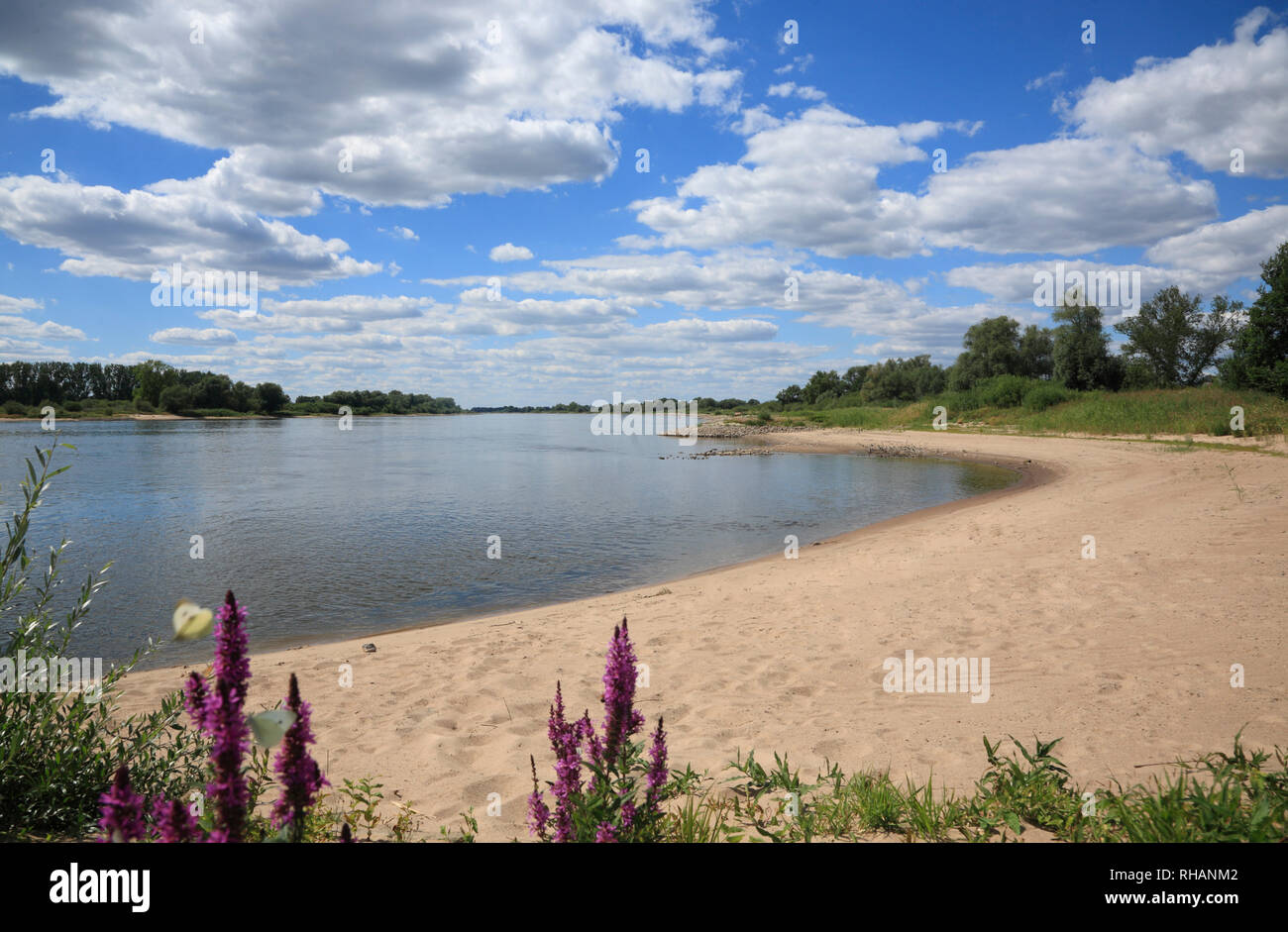 Playa de río Elba, Stiepelsee, Amt Neuhaus, Stiepelsee / Elbe, Baja Sajonia, Alemania, Europa Foto de stock