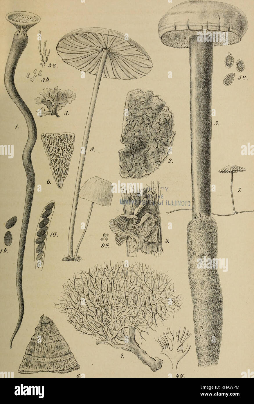 Botanische Jahrbu Cher Fu R Systematik Pflanzengeschichte Und Pflanzengeographie La Botanica Paleobotanie Plantengeografie Taxonomie Pflanzen Englenbot Jahrb Xm 1ioronmehmihergiitmnnj Anm Flmri Lackiwdadium S Vemfurt Dajinm F Eeruu A