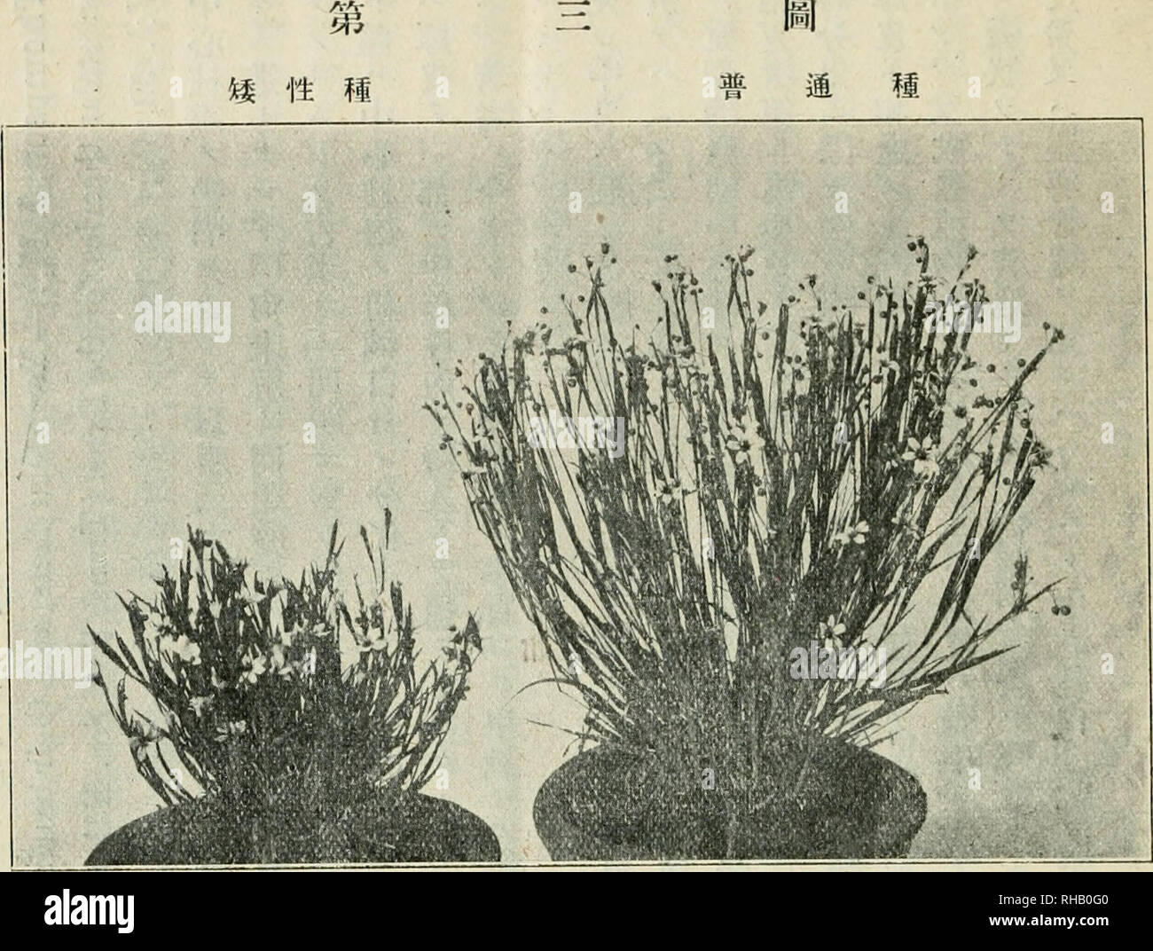 El Botanical Magazine Las Plantas Plantas Japon 265 Eaaº15ac Eªea C C Ae Aea Ca A A A Ea Aºaae C Ac A µaa C A Ea Aªa Ae C A A A A A Aea Ac Ae C Aeºa Ae A A A a C C C A A A I 11a A A A e C A C Aeaºae Ae Aºa A A A A A A