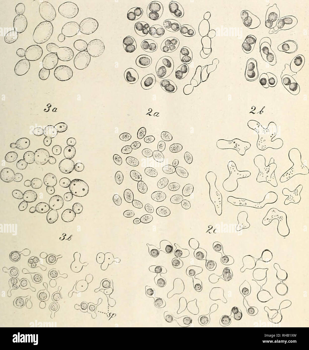 El Botanical Magazine Shokubutsugaku Zasshi Las Plantas De Botanica E C Aeaºa A Ae A 110 Aª C G Aµa A 0aa Ia A A A A A Xiom I 5ti Me F K Fafa Aeae Aºa Aº I Gt Min M F A Eaºa Ipa A Eaº Aºaaa Aµaa A a A A A