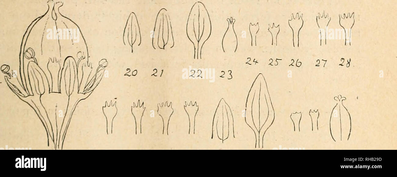 El Botanical Magazine Shokubutsugaku Zasshi Las Plantas De Botanica Septiembre I9es 1h Takeda Tan Tes Ox Fa R Plantas Orientales 1 Vi 99 2 3c 132 35 3 35 36 3 7 Paryiashia Dfncola El Botanical Magazine Shokubutsugaku Zasshi Las Plantas De Botanica Septiembre I9es 1h Takeda Tan Tes Ox Fa R Plantas Orientales 1 Vi 99 2 3c 132 35 3 35 36 3 7 Paryiashia Dfncola