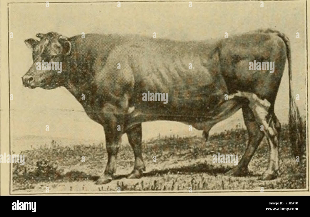 El libro de los campeones del stock en tiempo real, siendo un recuerdo  artístico suplemento mensual nacional del agricultor y productor de stock.  El ganado. SI M ] V OK MPM':S-A