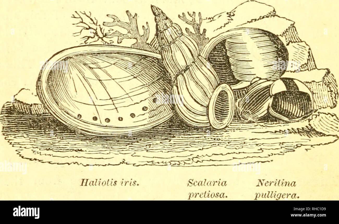 El libro de conchas : contienen las clases Mollusca, Conchifera,  Cirrhipeda, Annulata y crustáceos. Conchas de moluscos;. 42 CLASE MOLLUSCA.  boca de caracoles. El mayor número de estos depósitos, (y las