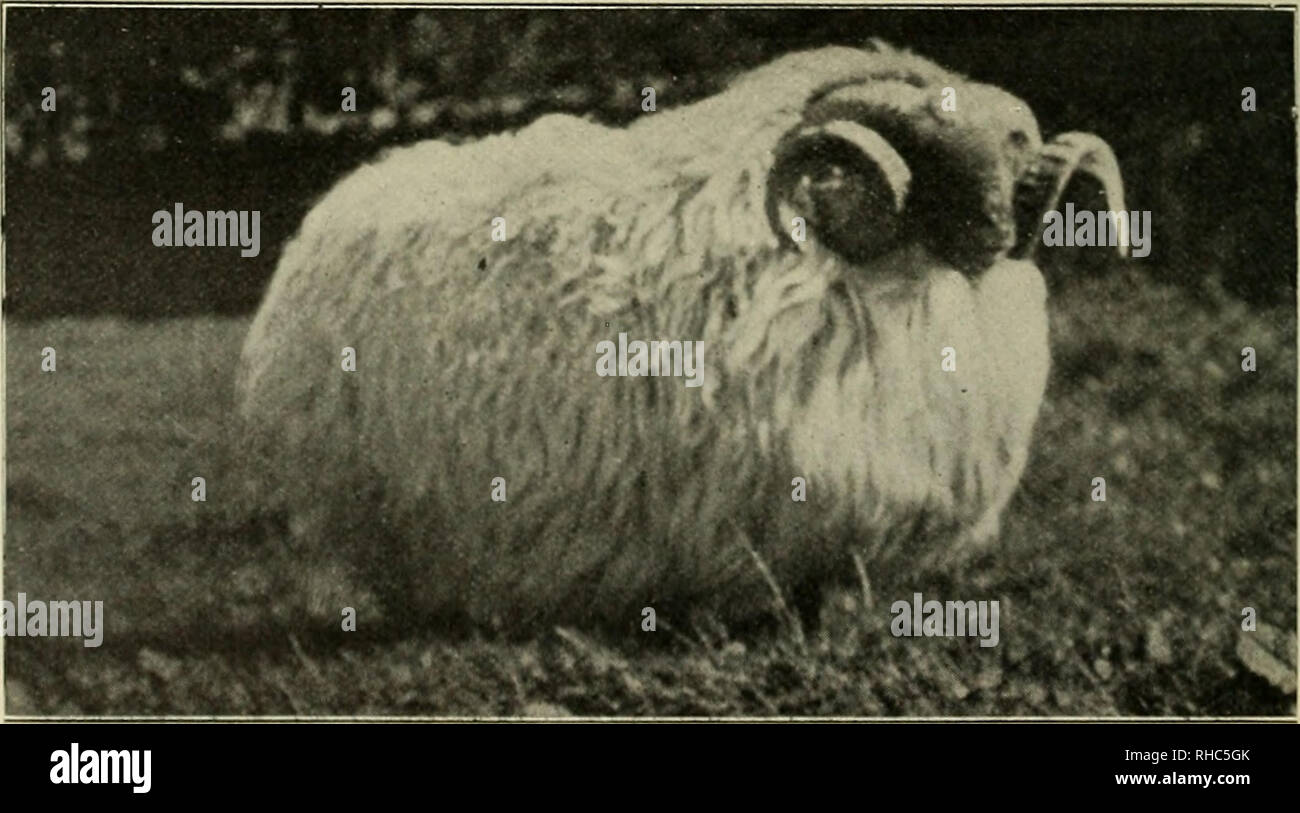 Oveja De Cara Negra De Mayo Fotos e Imágenes de stock - Alamy