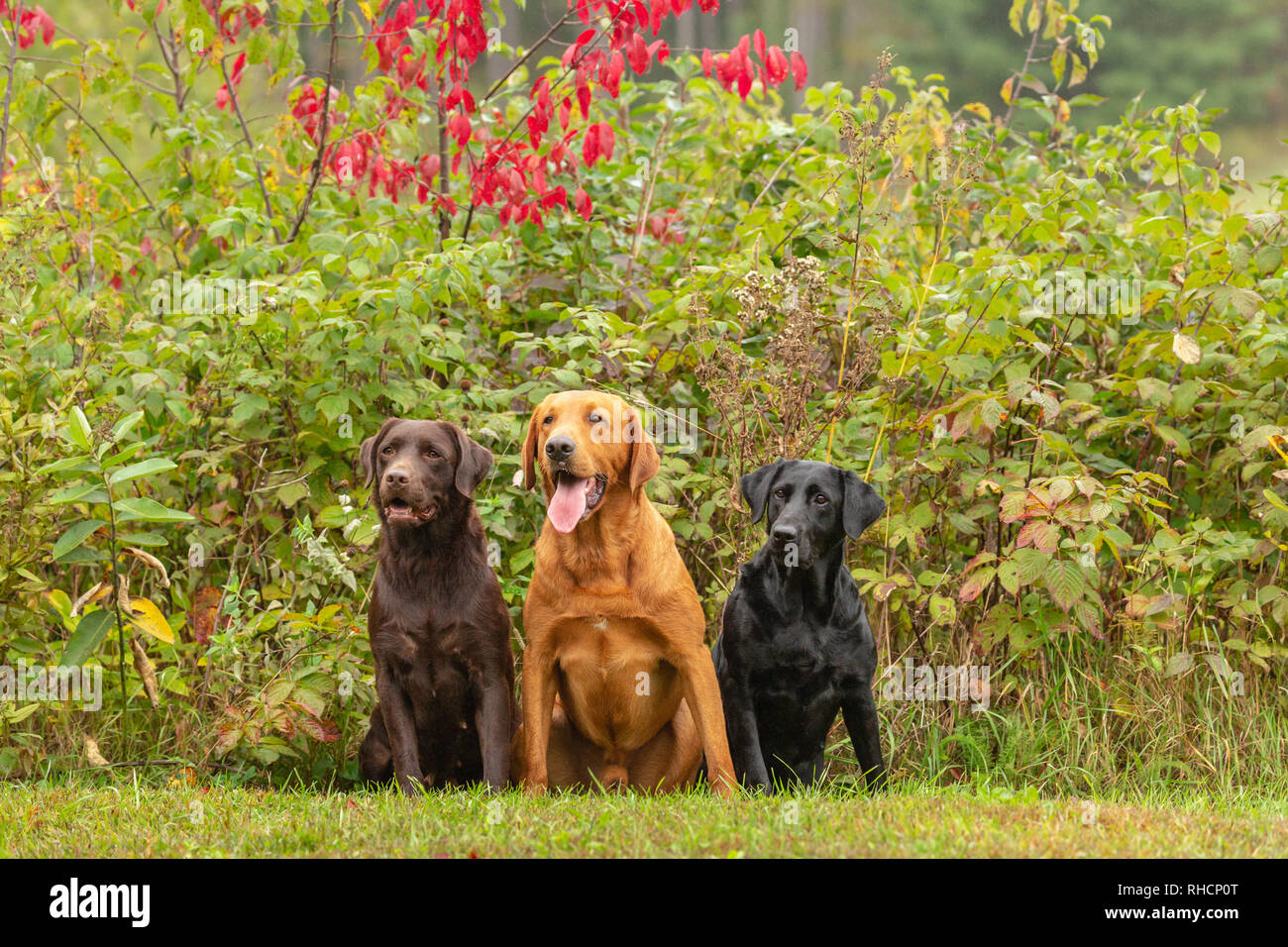 El chocolate, negro y rojo fox Labrador retrievers posando junto en un patio de Wisconsin. Foto de stock