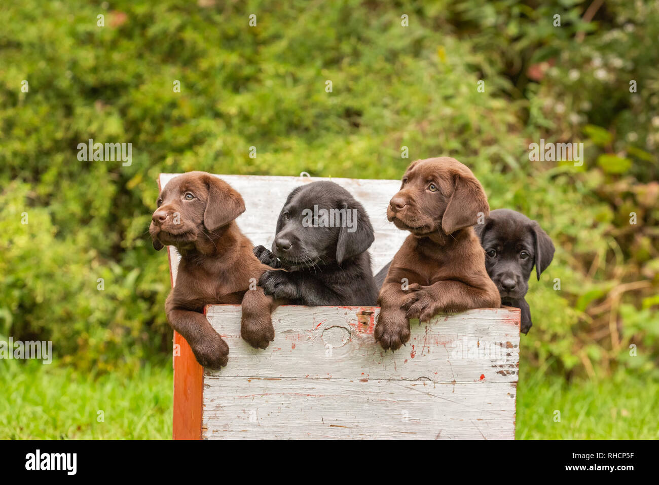 Labrador retriever cachorros en un pato señuelo de verificación. Foto de stock