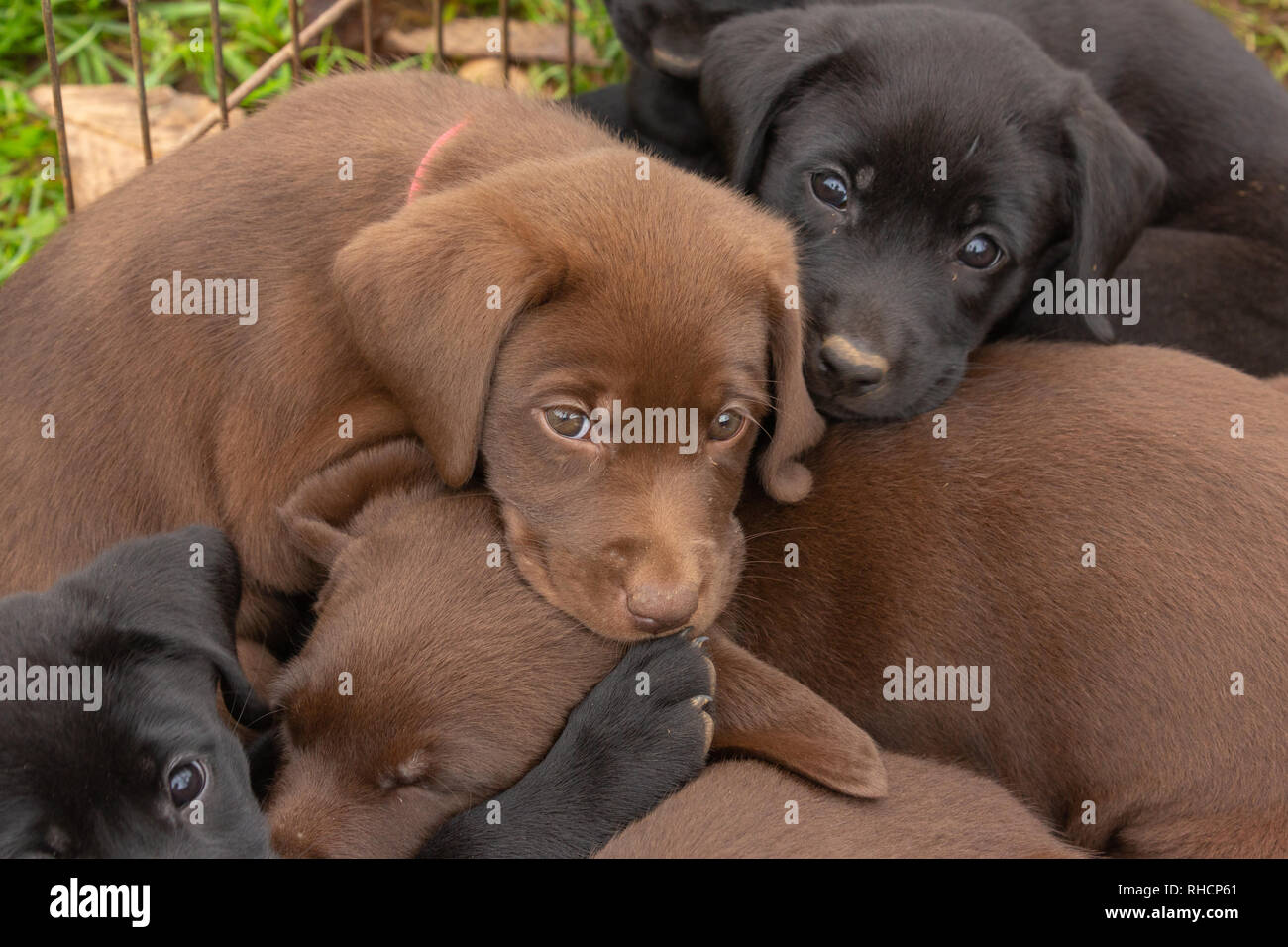 Camada de Cachorros Labrador Retriever Fotografía de stock - Alamy