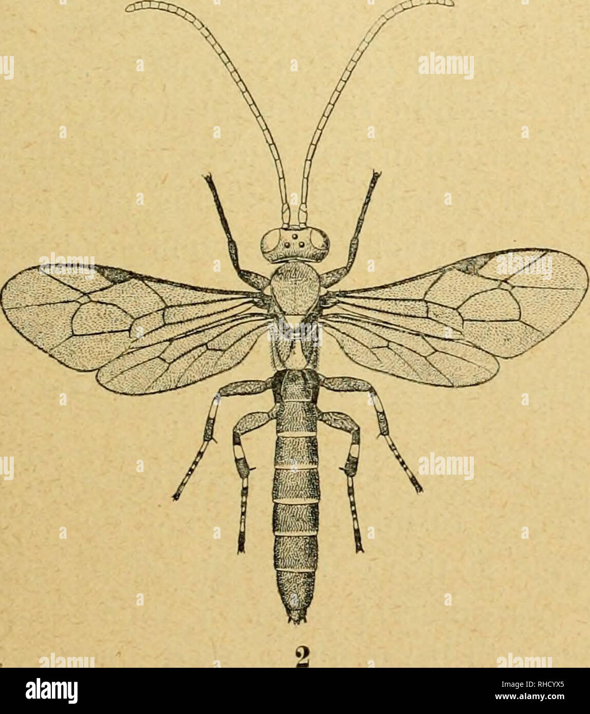 . Bollettino del Laboratorio di Zoologia generale e agraria della R. Scuola superiore d'agricoltura de Portici. Zoología; zoología, entomología económica;. Pimpla alternans Grav. Femmina (Fig. XXXVII, 1).  Nera, Colle tegole e la base delle ali biancastre, le zampe rosse con tntte le anche nere, le tibie posteriori con tre anelli Bruni, tra i primi dei cuali esiste onu lungo anello biancastro e Tra il secondo e il terzo onu piccolo anello (1) no ben definito, rossastro , tarsi posteriori bianchi acondicionado anelli Neri. Anten- ne lunghe poco meno del corpo, Verso l'estre- mità leggermente ingros- sate. Yo Foto de stock