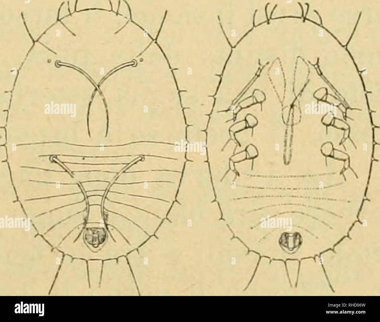 . Bollettino del Laboratorio di Zoologia generale e agraria della R. Scuola superiore d'agricoltura de Portici. Zoología; zoología, entomología económica;. Fig. IV. Ovo (molto Ingrandito). tutta reticolata. È lungo mm. 0,117-123 0,247-253 e largo. Larva I. Cil-^. La larva neonata è di colore fumoso, sprovvista di cera ed è lunga mm. 0,234 0,325 e larga; antenne zampe lunghe 0,074, con 0,061. Il suo corpo (Fig. V) è molto depresso, un contorno cuasi ellittico leggermente più stretto innanzi essendo che dietro Dorso con quattro lunghe setole sublaterali, delle cuali debido situar sulla parte posteriore Foto de stock