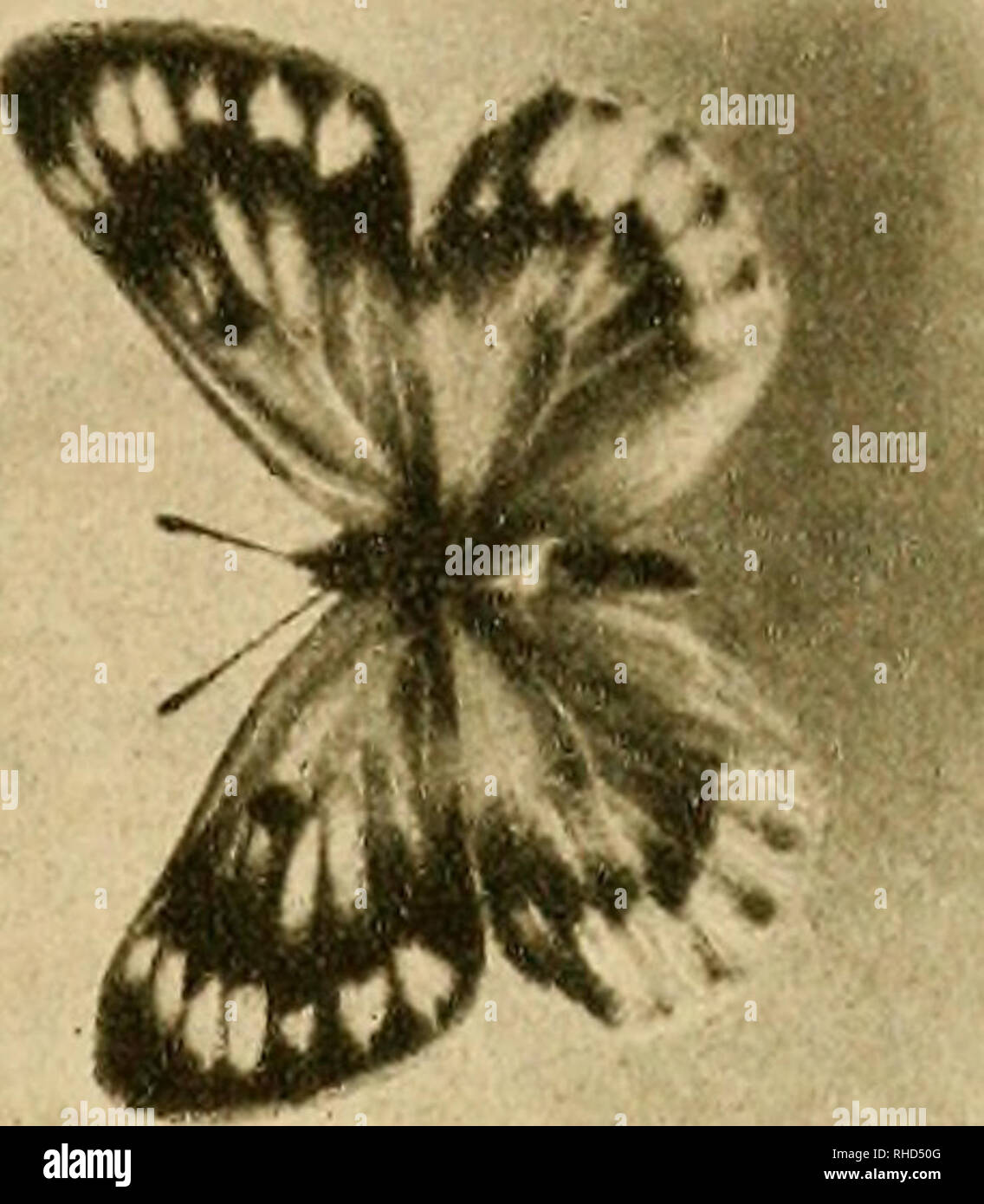 . Boletín del Museo Nacional de Chile. Historia natural. . Por favor tenga en cuenta que estas imágenes son extraídas de la página escaneada imágenes que podrían haber sido mejoradas digitalmente para mejorar la legibilidad, la coloración y el aspecto de estas ilustraciones pueden no parecerse perfectamente a la obra original. Museo Nacional de Chile. Santiago de Chile : Museo Nacional de Chile Foto de stock