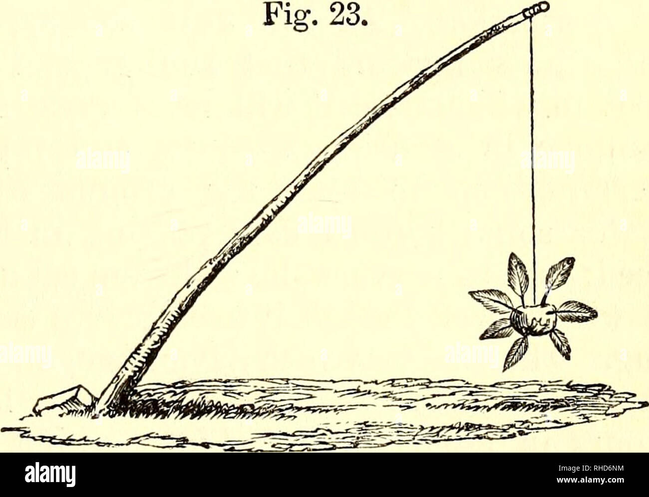 . El libro del jardín. Jardinería. Plantas BRASSICACEOUS.-El repollo. 83 plantado como cualquier otra corte-produ- mentar, a su debido tiempo, las plantas aptas para el uso, y esquejes para propagar los suministros. Aficionados podrían de esta manera mantener una sucesión de acciones sin la molestia de sembrar la semilla. La gran ventaja, sin embargo, es mantener el stock nated uncontami-. Siembra y siembra. A la hora de sembrar- ing para un cultivo principal, para llegar a utilizar el mayo siguiente, es por larga experiencia fijados por el mercado de Londres-jardineros para ser del 25 de agosto al 1 de septiembre. Hace 15 días Foto de stock