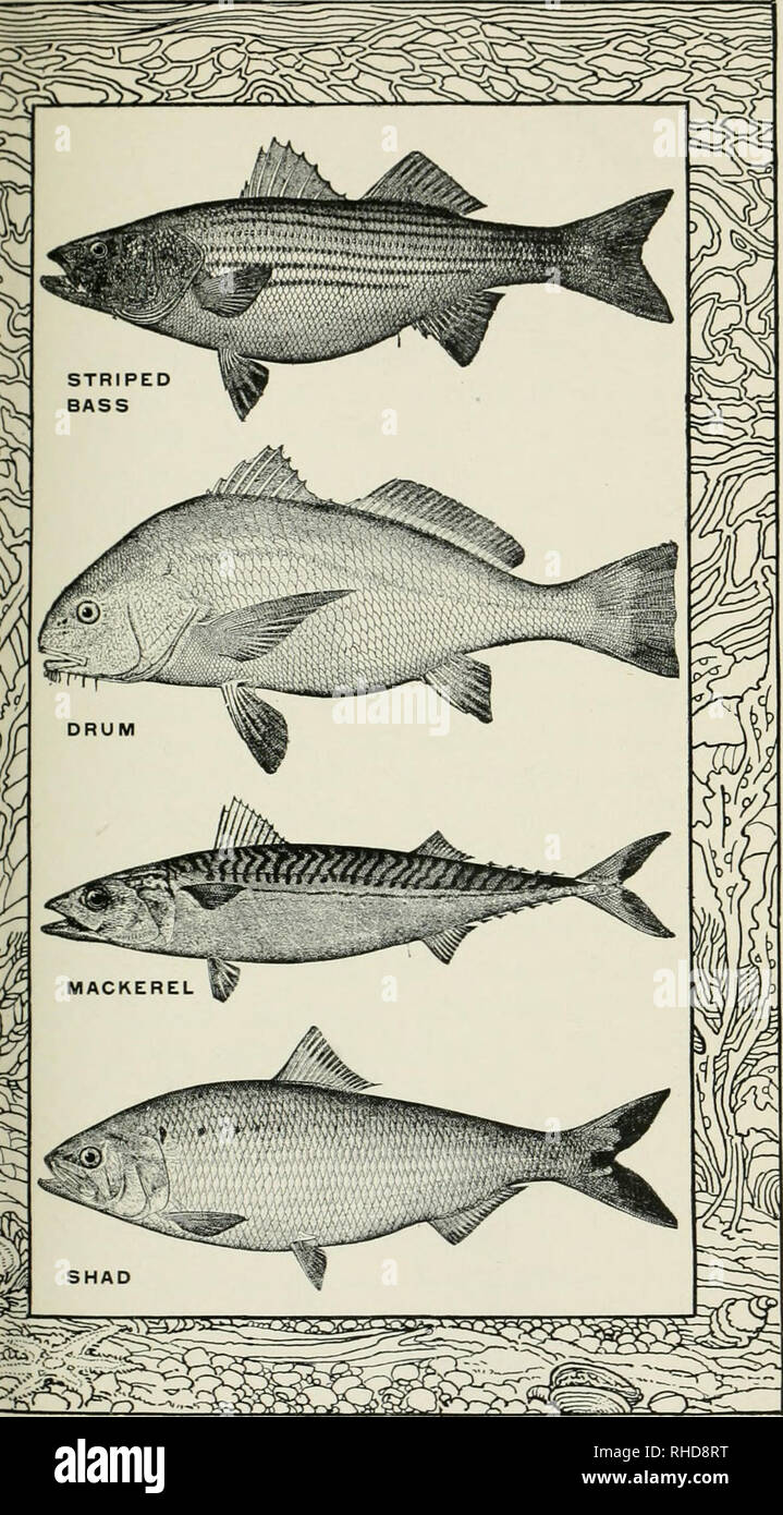 El libro de los peces y la pesca : un compendio de consejos prácticos para  orientar a quienes ángulo para todos los peces de agua dulce y salada. La  pesca. Populares