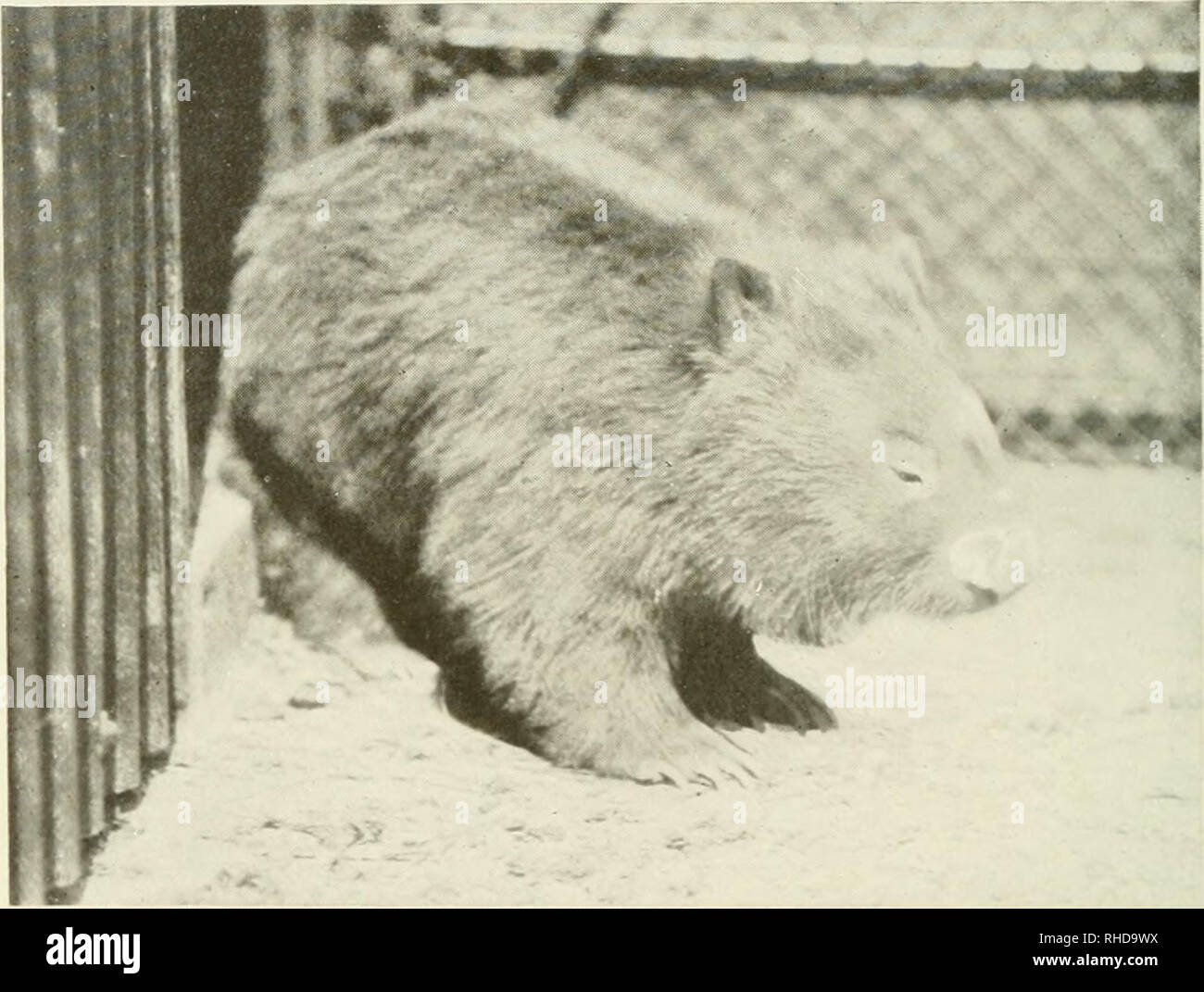 Ilustraciones de wombat fotograf as e im genes de alta resoluci n