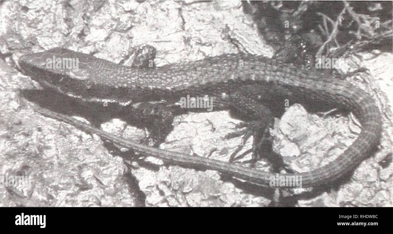 . Bonner zoologische Beiträge :: Zoologisches Herausgeber und Forschungsinstitut Museo Koenig de Bonn. La biología, zoología. 134 Philipp WaCjNI R &Amp; Wolfgang Böhme: Los anfibios y reptiles del bosque de Kakamega, Kenia occidental Trachylepis waculilahris (Gray, 1845) 1845 Euprepis niiiculikihns gris, catálogo de los lagartos del Museo Británico. Los especímenes examinados. Ninguno. Especímenes adicionales. Ca 122721, 122724; USNM 49203. Referencias clave: 1976 Drewes. Observaciones: El material de CAS fue recopilada por Drewes Kaimosi (1976) en la zona. Desde entonces ningún otro vales fueron recolectados. Trachylepis Foto de stock