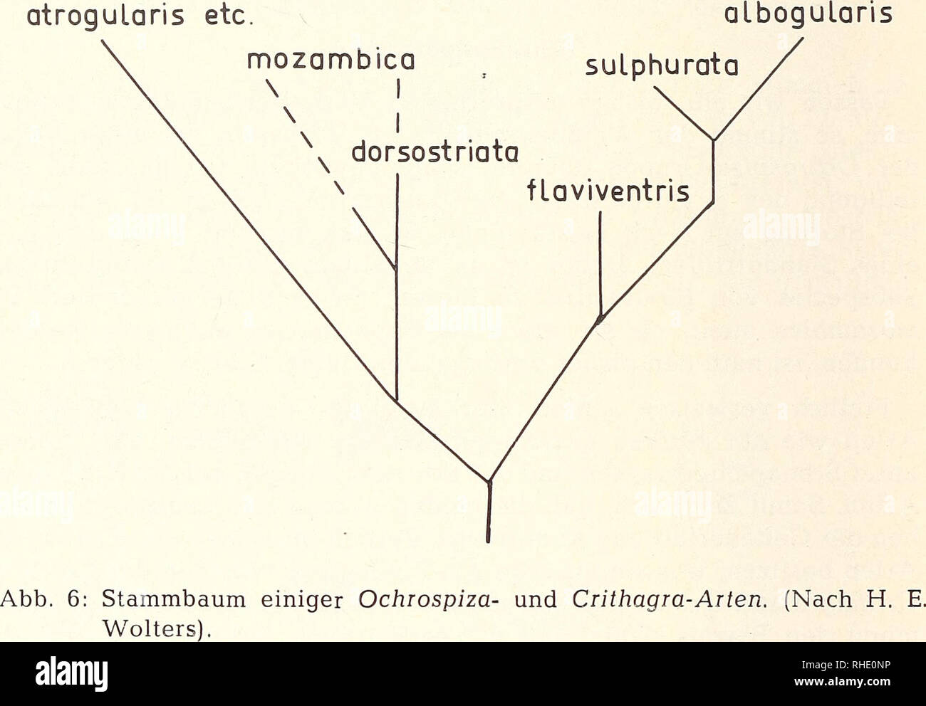 Bonner Zoologische Beitrage Zoologisches Herausgeber Und Forschungsinstitut Museo Koenig De Bonn La Biologia Zoologia 354 R V D E 1 Z E N U W B A A R S