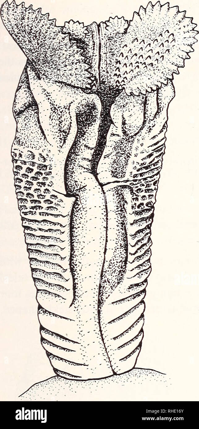 . Bonner zoologische Monographien. La zoología. 25. Fig. 9. Hemipenis de C. goetzei, sulcal. ver campos papilar, pero las papilas están más concentrados y no llegan hasta la superficie de la rotulae como en C. goetzei. Chamaeleo tempeli Tornier 1899 ZFMK 30706 y 30707 Kigogo, Uzungwe Mts., Tanzania cuatro más o menos en forma de hoz rotulae están presentes, la sulcal queridos muy grande, la asulcal queridos mucho menor. Todos son rotulae denticulated y colocados en una gran zona apical con textura suave. Dos campos papilar están presentes en la mediana de la base del gran rotulae, i. e. el papi Foto de stock