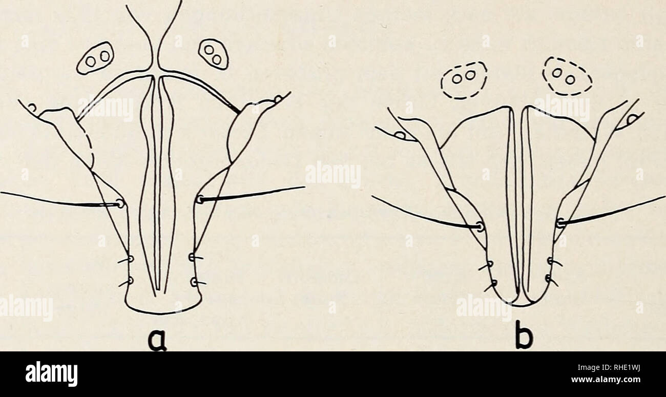 . Bonner zoologische Beiträge Zoologisches Herausgeber und