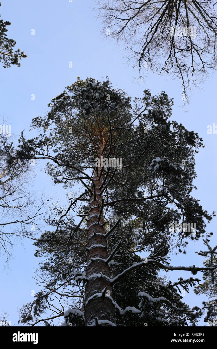 Árboles nevados desde abajo. La mayoría de estos árboles de hoja perenne donde fotografiado en Finlandia durante un frío día de invierno. Hermosa nueva perspectiva para el bosque. Foto de stock