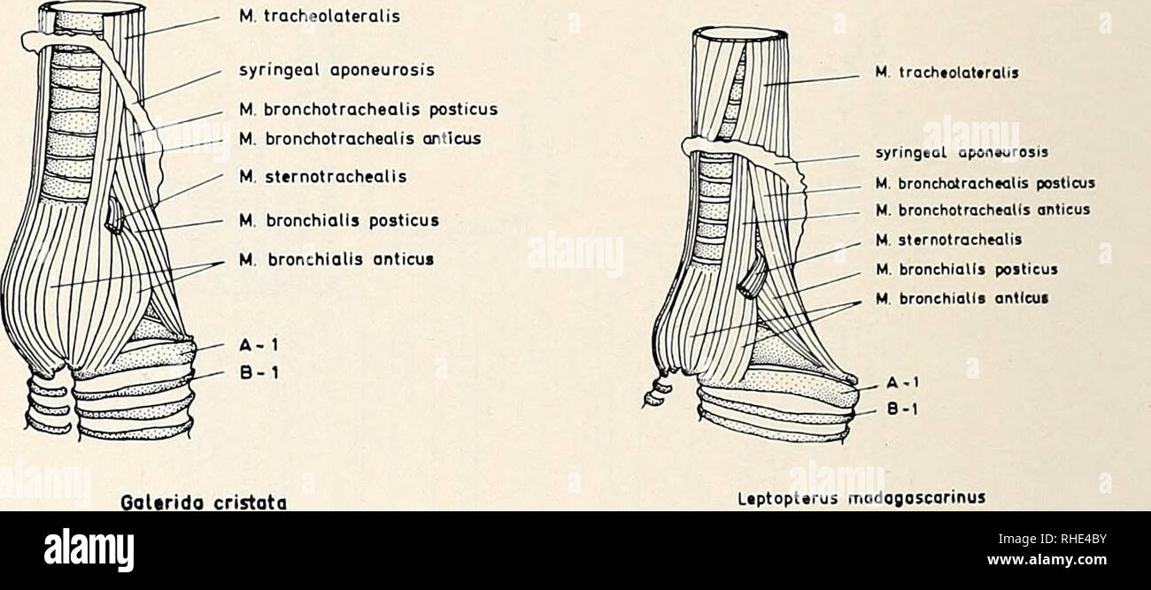 . Bonner zoologische Beiträge Zoologisches Herausgeber und