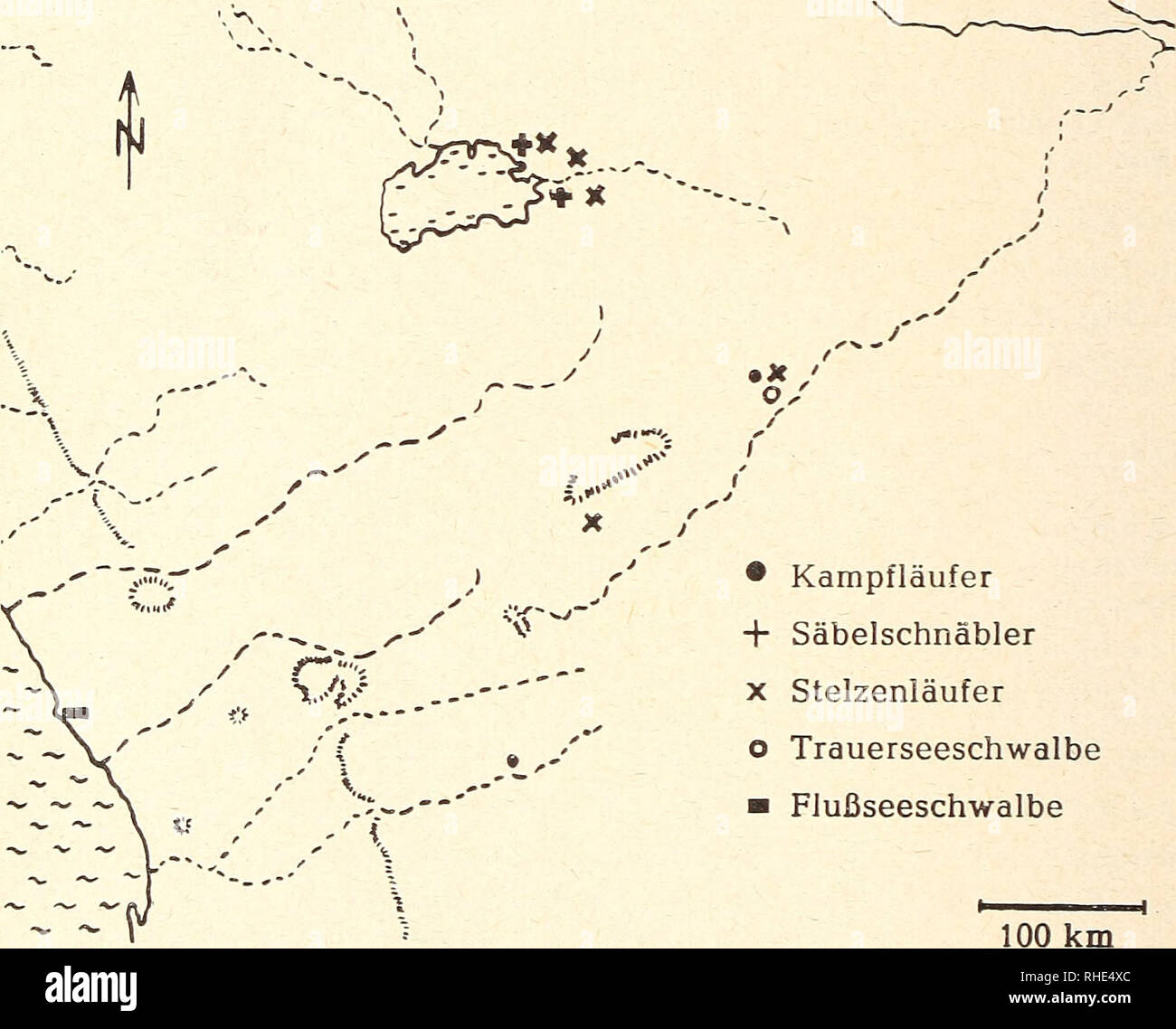 . Bonner zoologische Beiträge :: Zoologisches Herausgeber und Forschungsinstitut Museo Koenig de Bonn. La biología, zoología. 58 F. Sauer und E. Sauer Bonn, Zool. Beitr und Niethammer (1940) den Zwergstrandläufer halten, der en Europa un Sümpfen, An der Küste und in der Tundra nistet, sowohl im Inland als auch an der Küste für nicht selten zur Regenzeit. 14. - Kampfläufer Philomachus pugnax, Kemphaan; Abb. 6 Beobachtung s daten: Otavi-Karstgebiet: Granja Neudorf 14.12. ein S, 28. u. 30, 12. je ein 9 am Ufer des Dammes seichten. Okaftiandja!: Groß Barmen am 8. 1. ein 6. : Alle Charakteristik Foto de stock