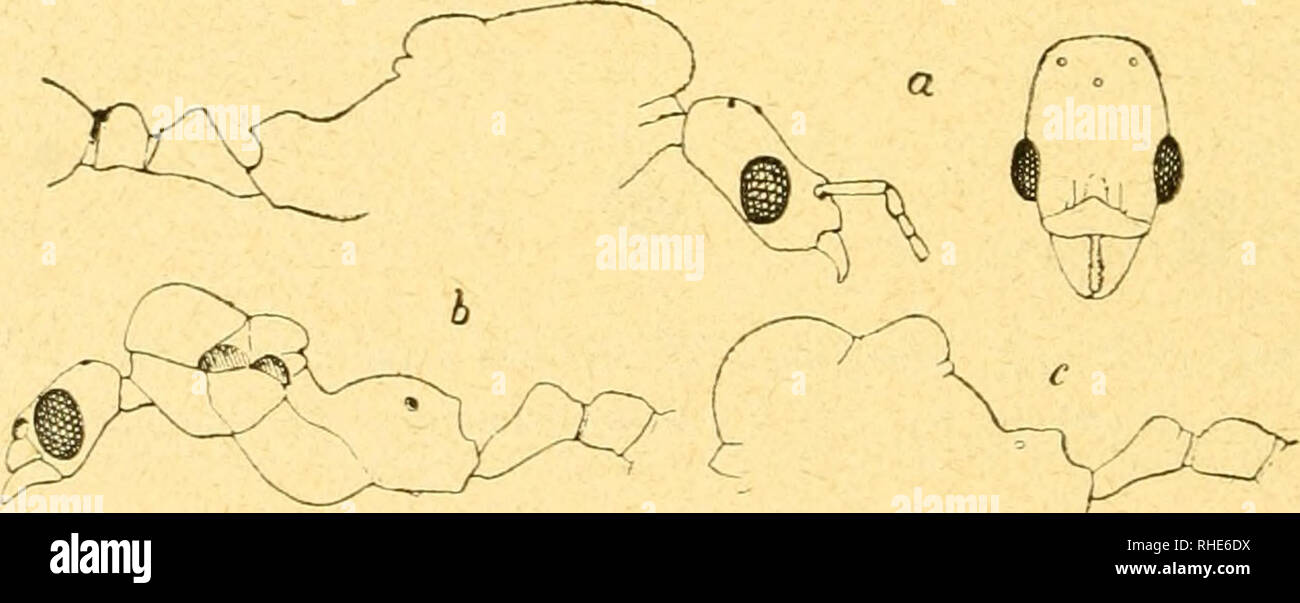 Epiro Fotos E Imagenes De Stock Alamy