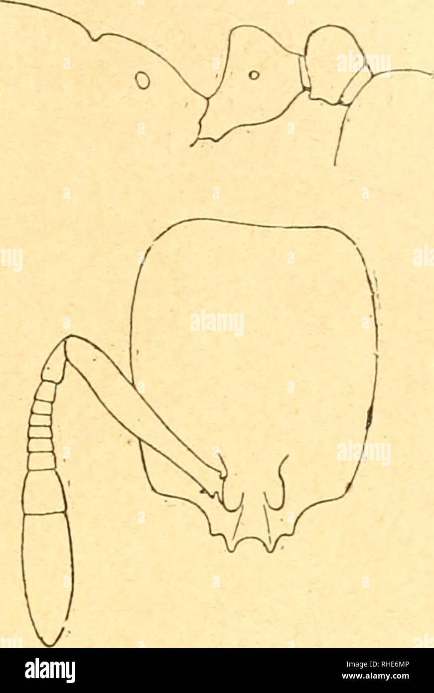 . Bollettino della Società entomologica italiana. La Entomología. - 129 - sporgente nel mezzo, con denti e angoli più marcati, il profilo dell'epinoto meno curvato, il profilo dorsale ante-. Fig. 11. Solenopsis hammari H. Esemplare tipico. riore del peziolo più diritto, meno incavato e il nodo elevato meno. Più Peli corti, particolarmente sulle gambe. L. 1,5- 1,7 mm. Onu pura Rassomiglia poco alla S. Tiammari Mayr, ma en questa specie (veggasi la fig. 11) i denti del clipeo sono ancora più forti e le antenne più corte. Nuiiez, Palermo (B. A.). S. albidula n. sp. (Fig. 12). ^ Giallo pallidissimo, i Foto de stock