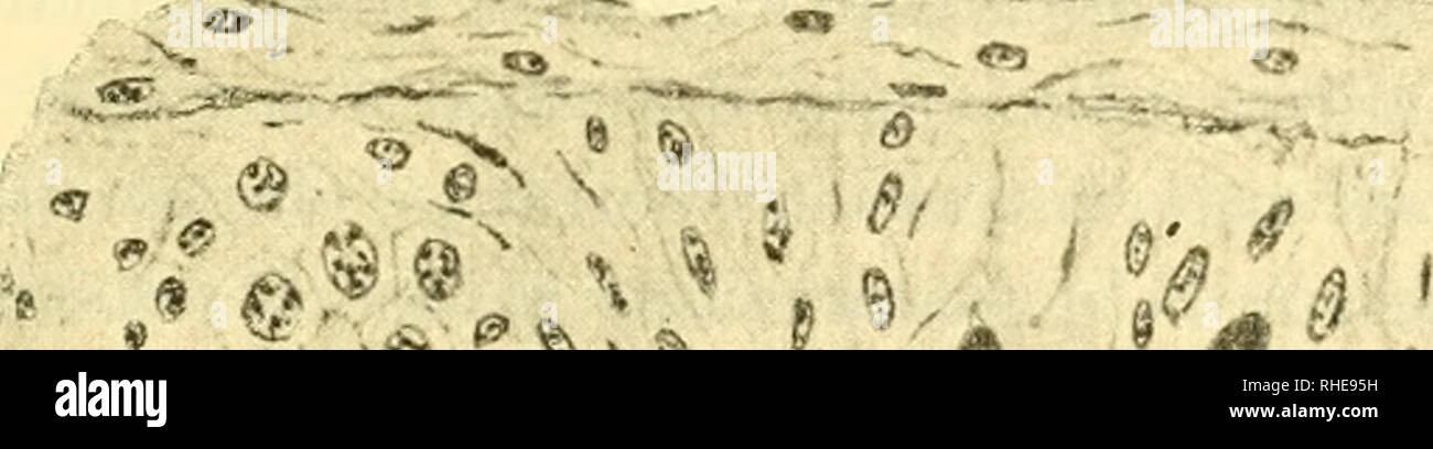 . Bollettino della Società dei naturalisti en Nápoles. Historia natural; Historia Natural -- Italia; geología; ciencia; la paleontología. -- Mi - La microtocnica è stata la ordinaria: ii.liquidi ssazioiio en una base di acido osmico (Flemming, Hkrmann) od con liquido di Zenker, imparaffinamento, sezioni, con l'ematossilina colorazioni ferrica secondo Heiuknhain, con la safFranina, con l'emallume, ecc. Per le osservazioni ho adoperato l'obiettivo 2 mm. apocr. aport. 1,40 di Zeiss e gli oculari compensatori 8 e 12 e la luce artificiale di un forte becco un gas ad incandescenza Auer. Questi Corpuscoli nella f Foto de stock