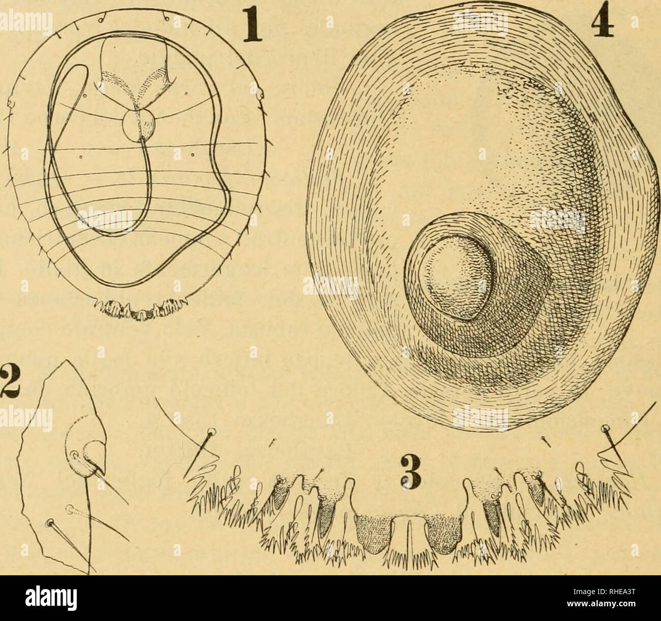 . Bollettino del Laboratorio di Zoologia generale e agraria della R. Scuola superiore d'agricoltura de Portici. Zoología; zoología, entomología económica;. - 200 - l'esterna è la più breve. Stigmi senza dischi ciripari, Pigidio lar- gamente rotondato con tre paia di paleta, di cui il paio mediano, bene sviluppato e colorito intensamente en giallo, presenta am- bedue le paleta con gli orli laterali incisi una volta soltanto.. Fig. XI. Aspidiotvsunguiculatus., 1. femmina adulta dal ventre; ü. espina linguiforme della stessa laterale ; 3. pigidio di femmina adulta ; 4. follicolo della medesima. Pale Foto de stock